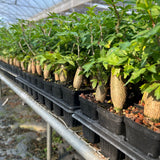 Bursera fagaroides — Burseraceae — listed size W2-2.5cm — Same Size Shipped — image 8: nursery group of Bursera fagaroides plants