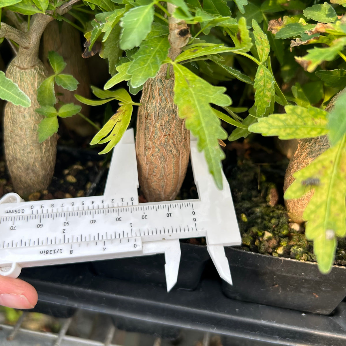 Bursera fagaroides — Burseraceae — listed size W2-2.5cm — Same Size Shipped — image 7: specimen shown with a caliper or ruler for scale
