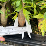 Bursera fagaroides — Burseraceae — listed size W2-2.5cm — Same Size Shipped — image 7: specimen shown with a caliper or ruler for scale