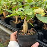 Bursera schlechtendalii