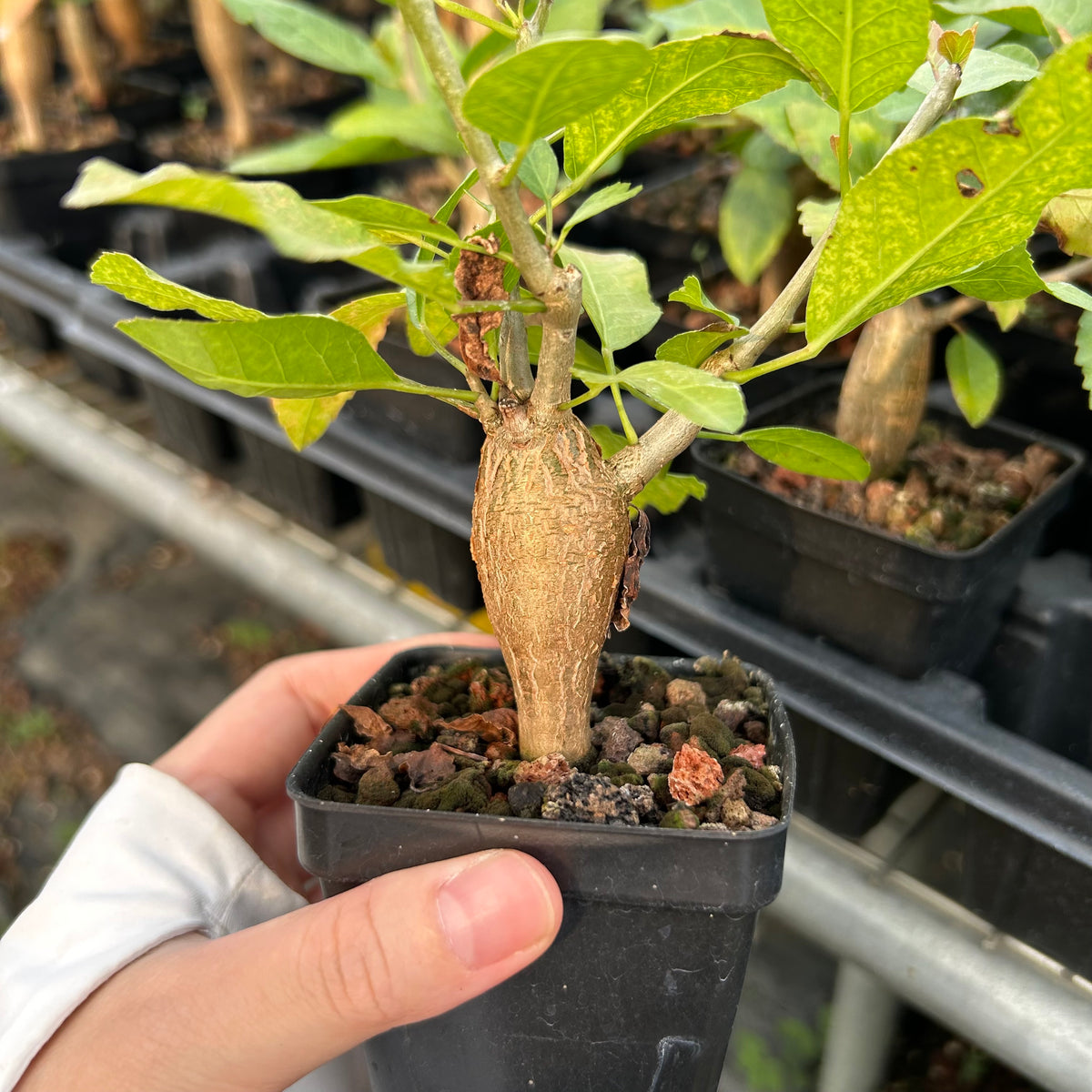 Bursera schlechtendalii