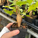 Bursera schlechtendalii