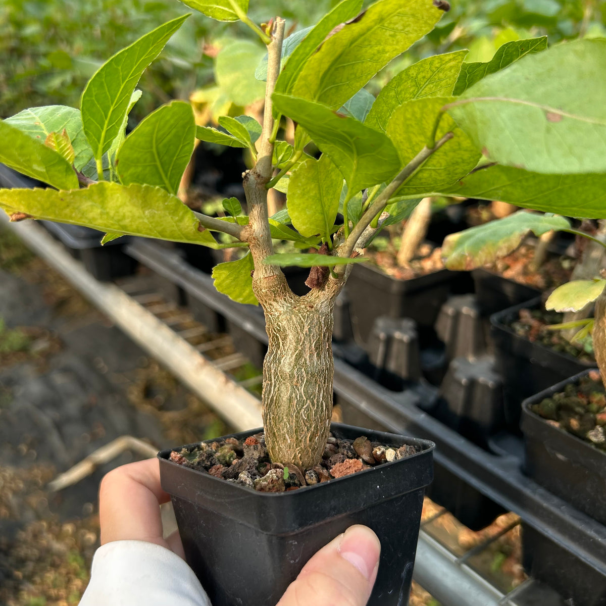 Bursera schlechtendalii