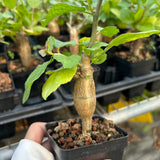 Bursera schlechtendalii