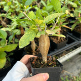 Bursera schlechtendalii