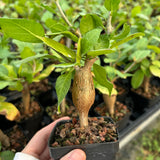 Bursera schlechtendalii