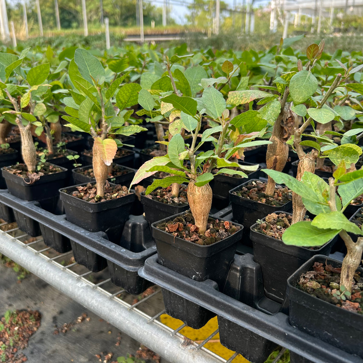 Bursera schlechtendalii
