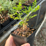 Operculicarya pachypus