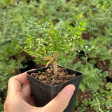 Operculicarya pachypus