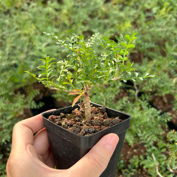 Operculicarya pachypus — Operculicarya — listed size W0.5cm — Same Size Shipped — image 1: potted small tree with a thick trunk and fine leaflets
