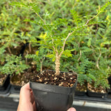 Operculicarya pachypus