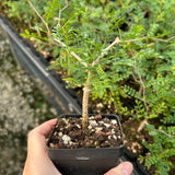 Operculicarya pachypus