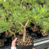Commiphora kraeuseliana — Burseraceae — listed size W1cm — Same Size Shipped — image 1: potted small tree with a branching trunk and fine leaves