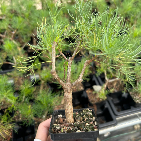 Commiphora kraeuseliana