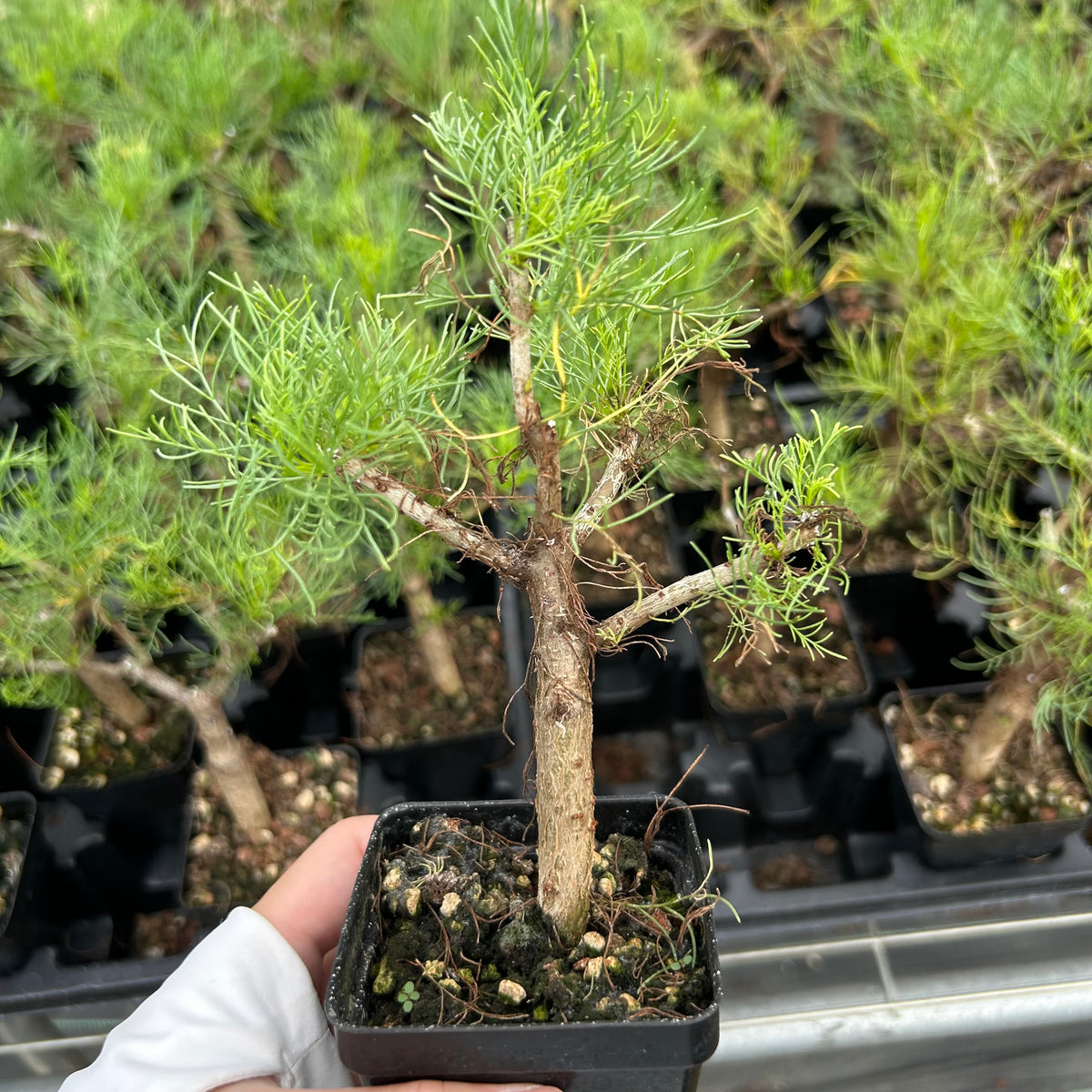Commiphora kraeuseliana — Burseraceae — listed size W1cm — Same Size Shipped — image 3: potted small tree with a branching trunk and fine leaves