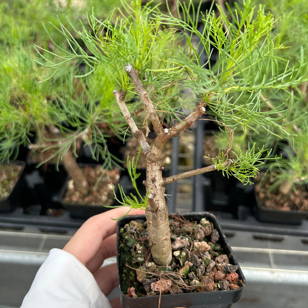 Commiphora kraeuseliana — Burseraceae — listed size W1cm — Same Size Shipped — image 4: potted small tree with a branching trunk and fine leaves