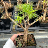 Commiphora kraeuseliana — Burseraceae — listed size W1cm — Same Size Shipped — image 5: potted small tree with a branching trunk and fine leaves