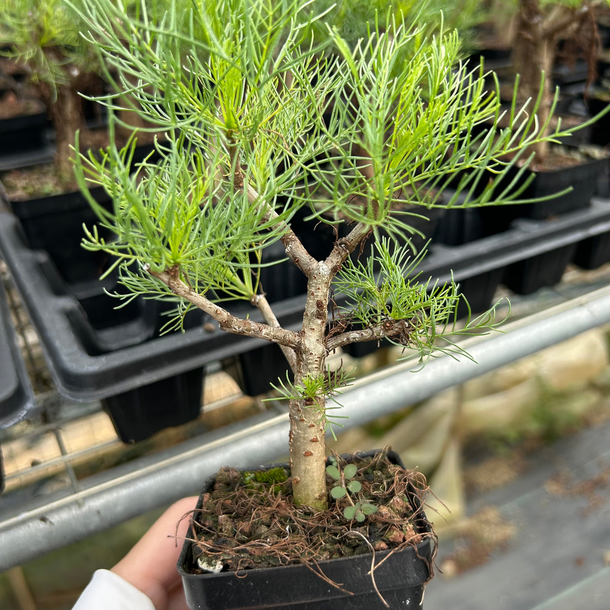Commiphora kraeuseliana — Burseraceae — listed size W1cm — Same Size Shipped — image 6: potted small tree with a branching trunk and fine leaves