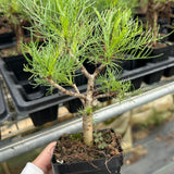 Commiphora kraeuseliana — Burseraceae — listed size W1cm — Same Size Shipped — image 6: potted small tree with a branching trunk and fine leaves