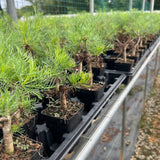 Commiphora kraeuseliana — Burseraceae — listed size W1cm — Same Size Shipped — image 7: nursery group of Commiphora kraeuseliana plants