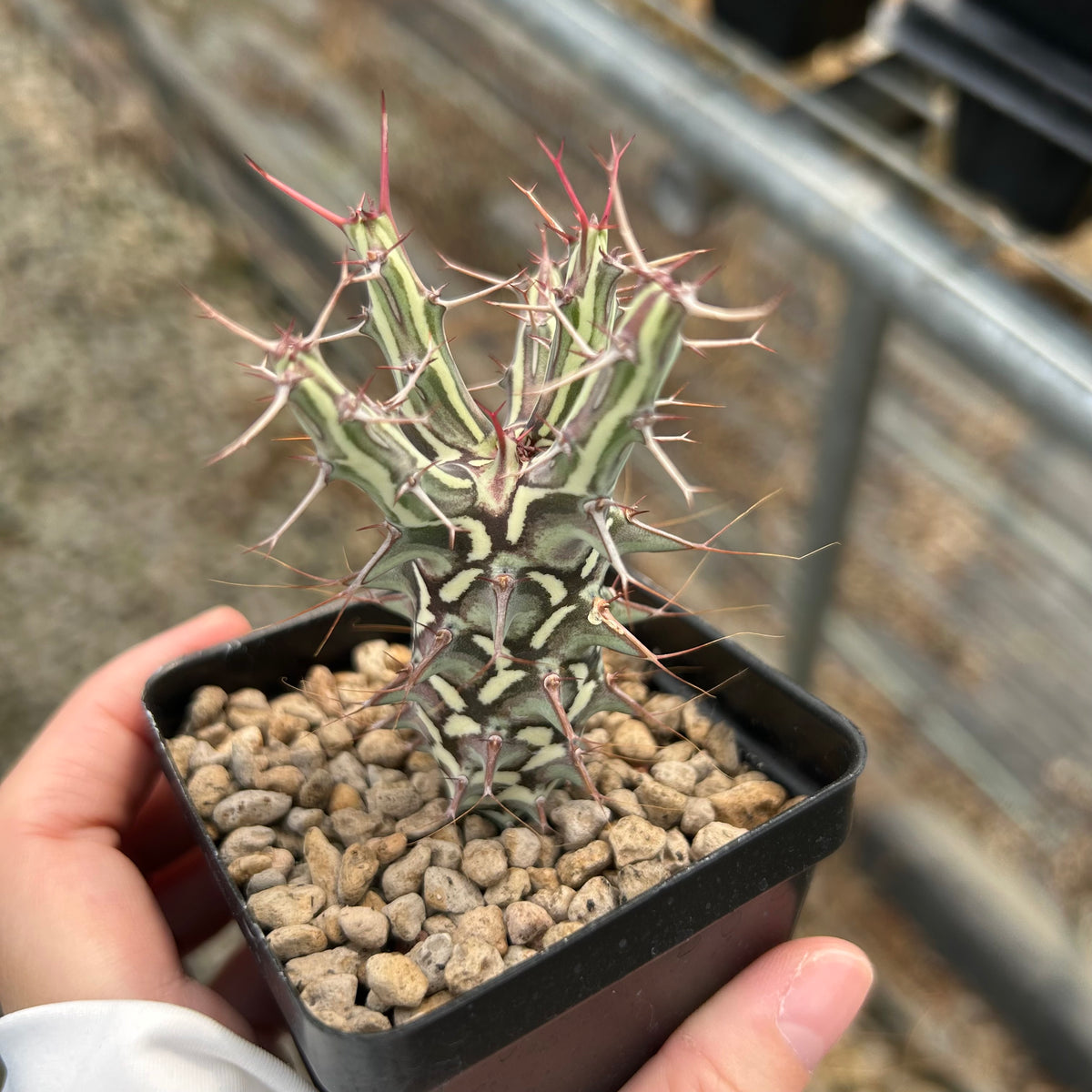 Euphorbia schizacantha