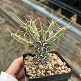 Euphorbia schizacantha
