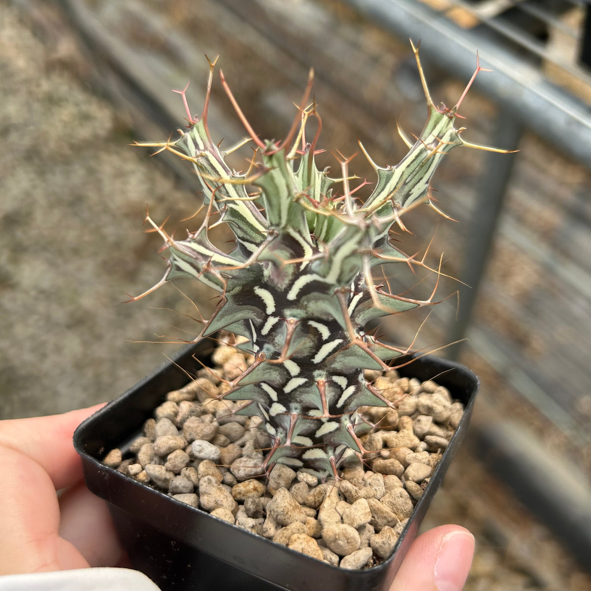 Euphorbia schizacantha