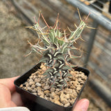 Euphorbia schizacantha