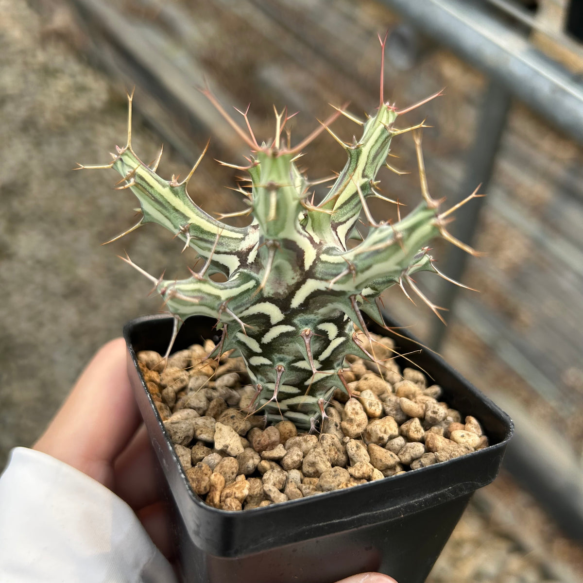 Euphorbia schizacantha