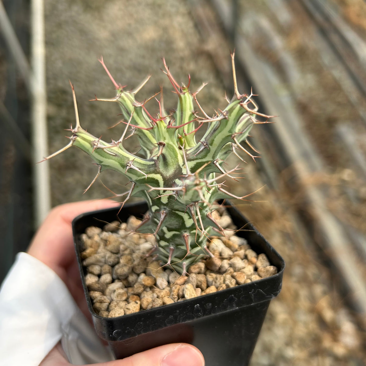 Euphorbia schizacantha