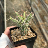 Euphorbia schizacantha