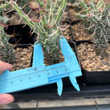 Euphorbia schizacantha — specimen shown with a caliper or ruler for scale