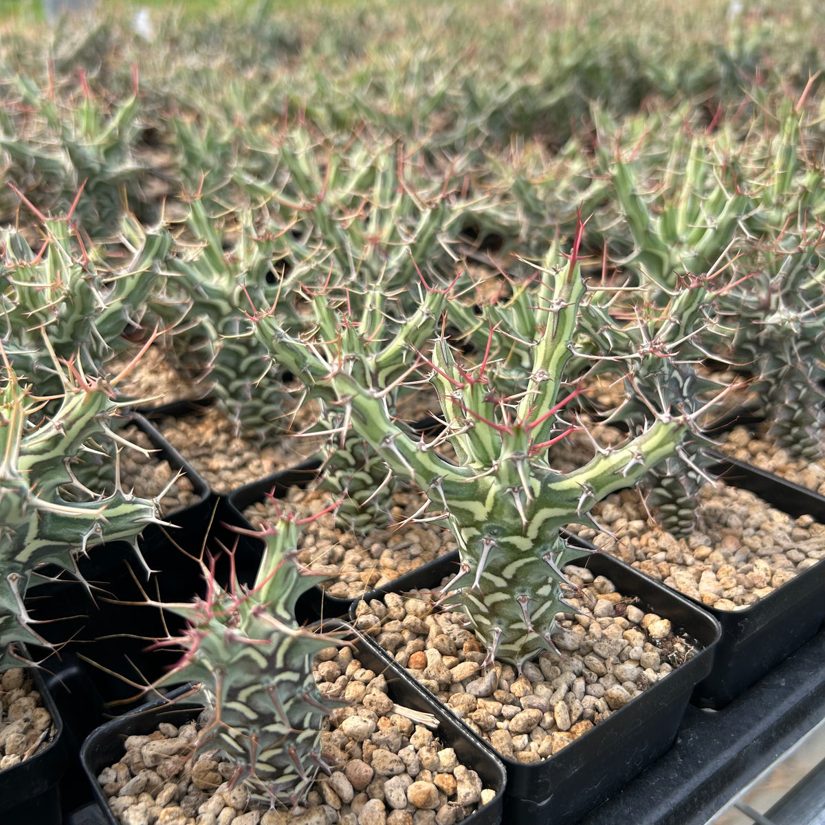 Euphorbia schizacantha