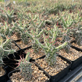 Euphorbia schizacantha