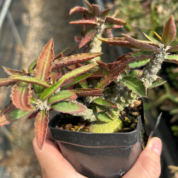 Euphorbia suzannae-marnierae