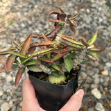 Euphorbia suzannae-marnierae