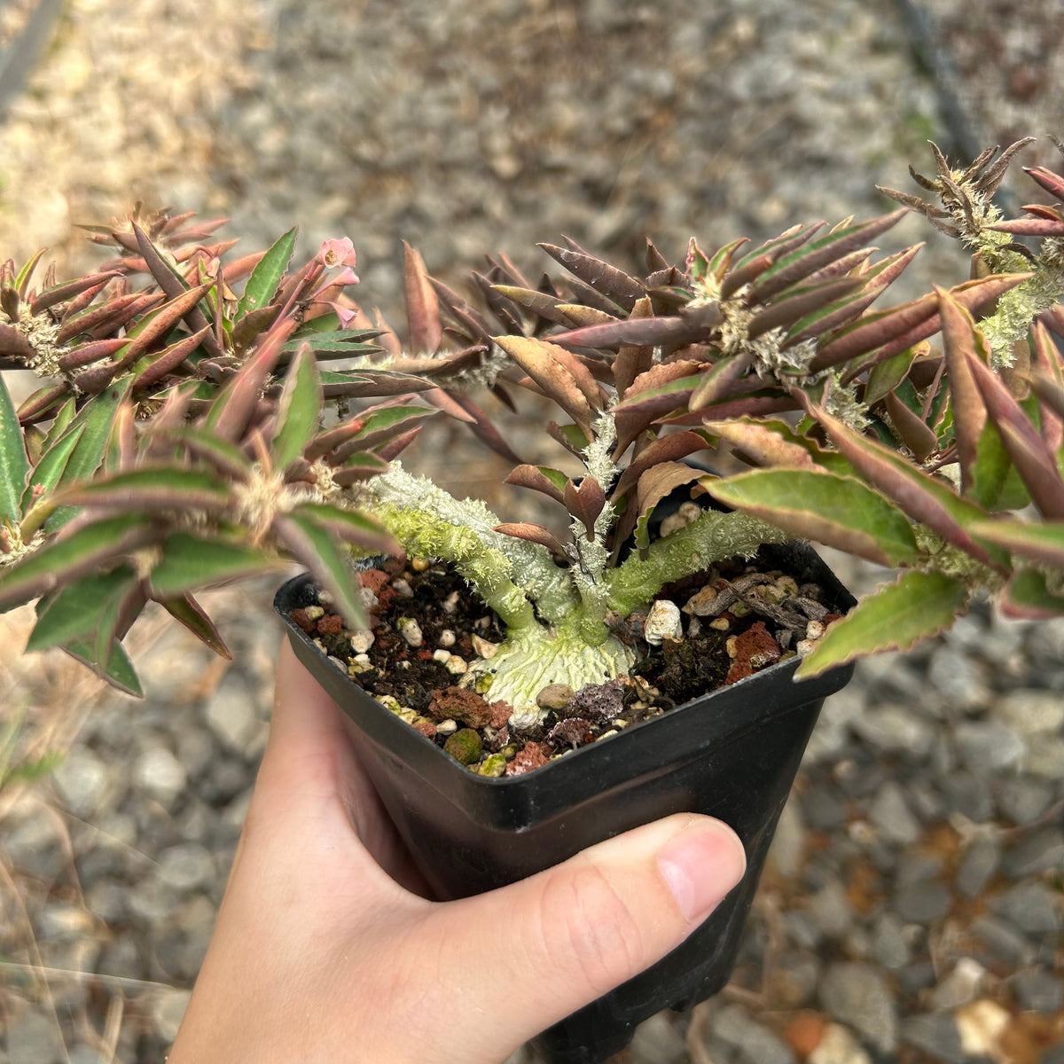 Euphorbia suzannae-marnierae