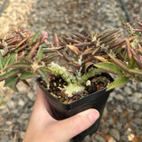 Euphorbia suzannae-marnierae
