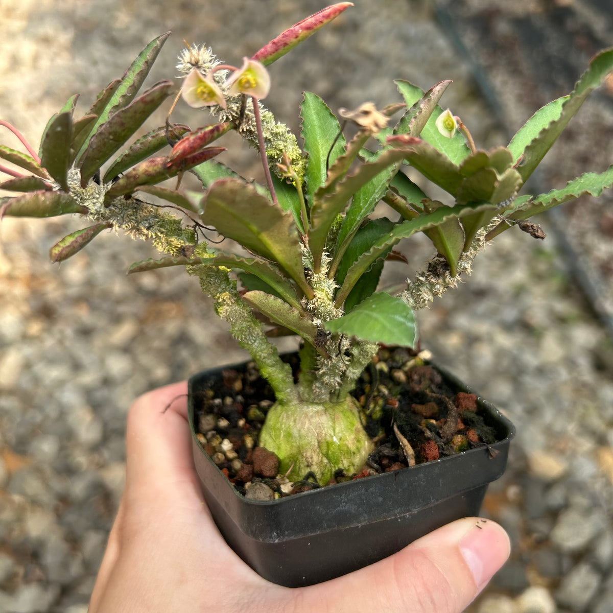 Euphorbia suzannae-marnierae