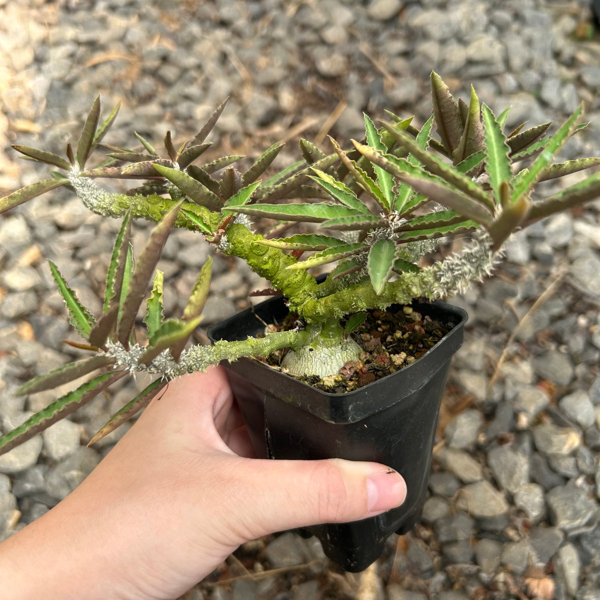 Euphorbia suzannae-marnierae