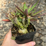 Euphorbia suzannae-marnierae