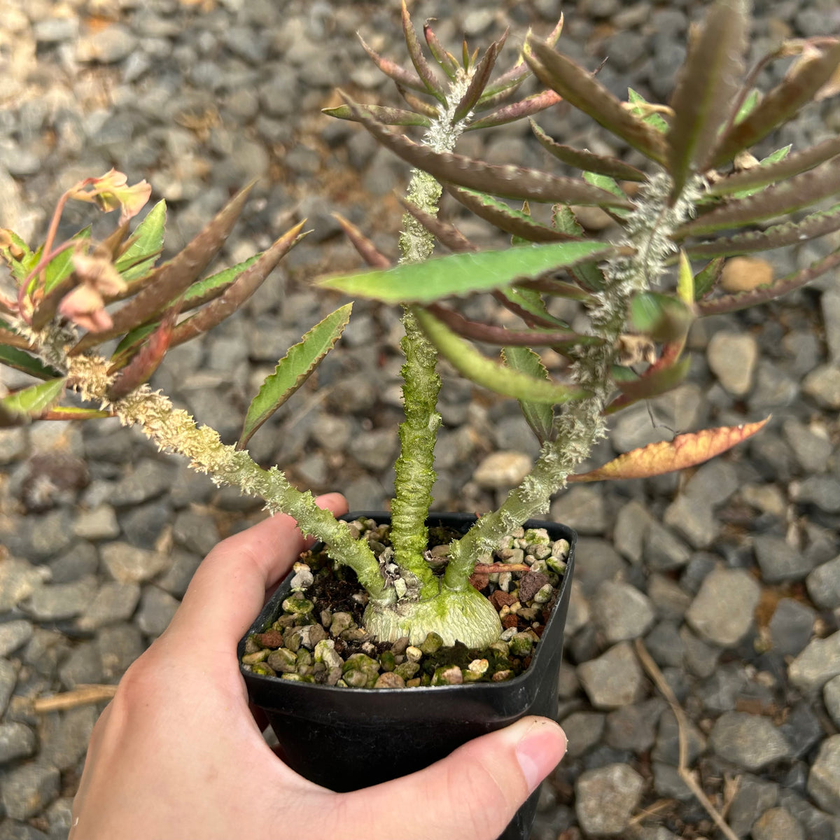 Euphorbia suzannae-marnierae