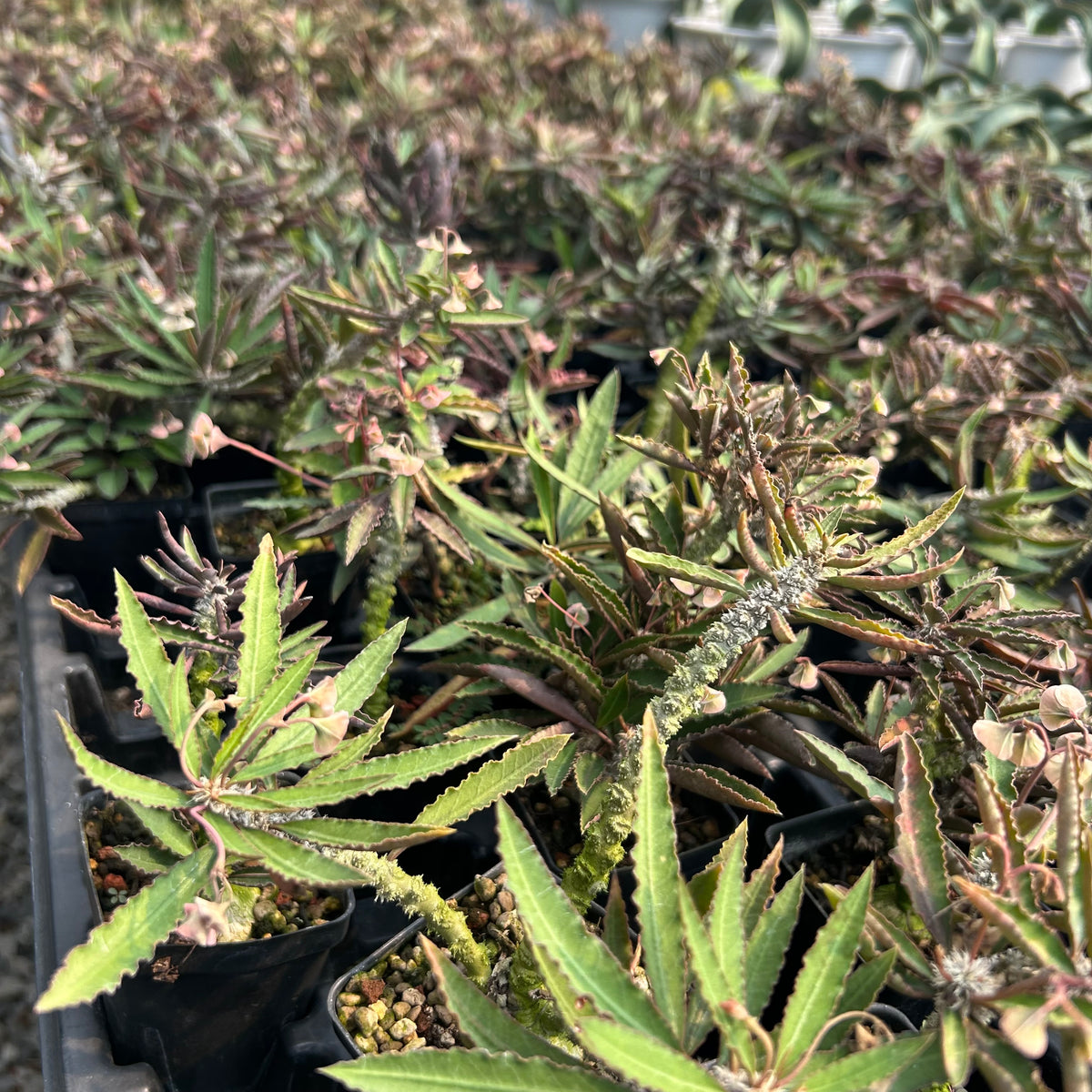 Euphorbia suzannae-marnierae