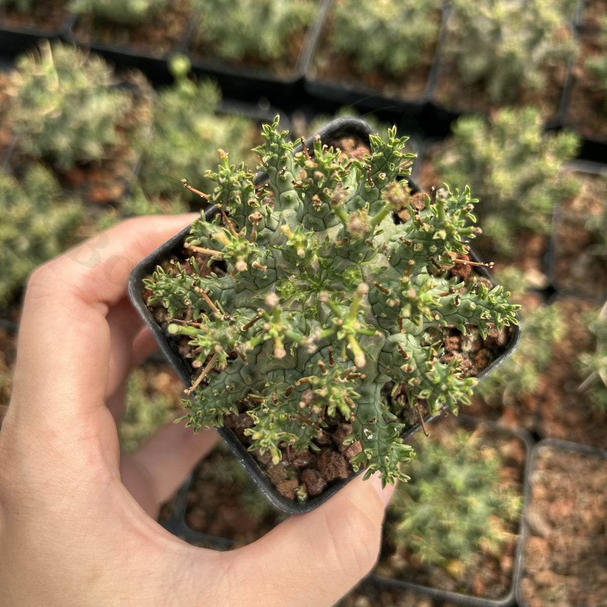 Euphorbia decepta