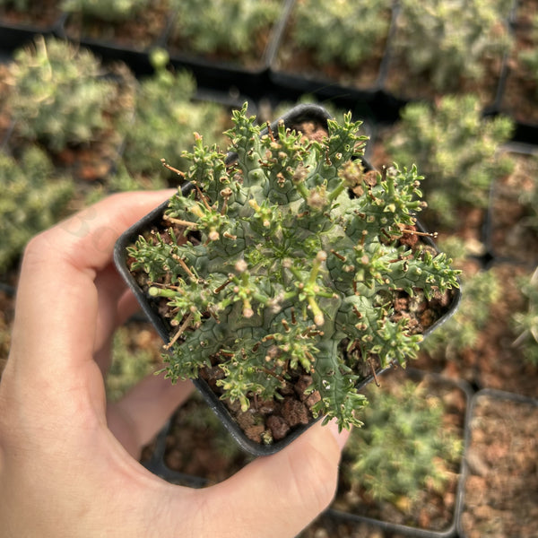 Euphorbia decepta