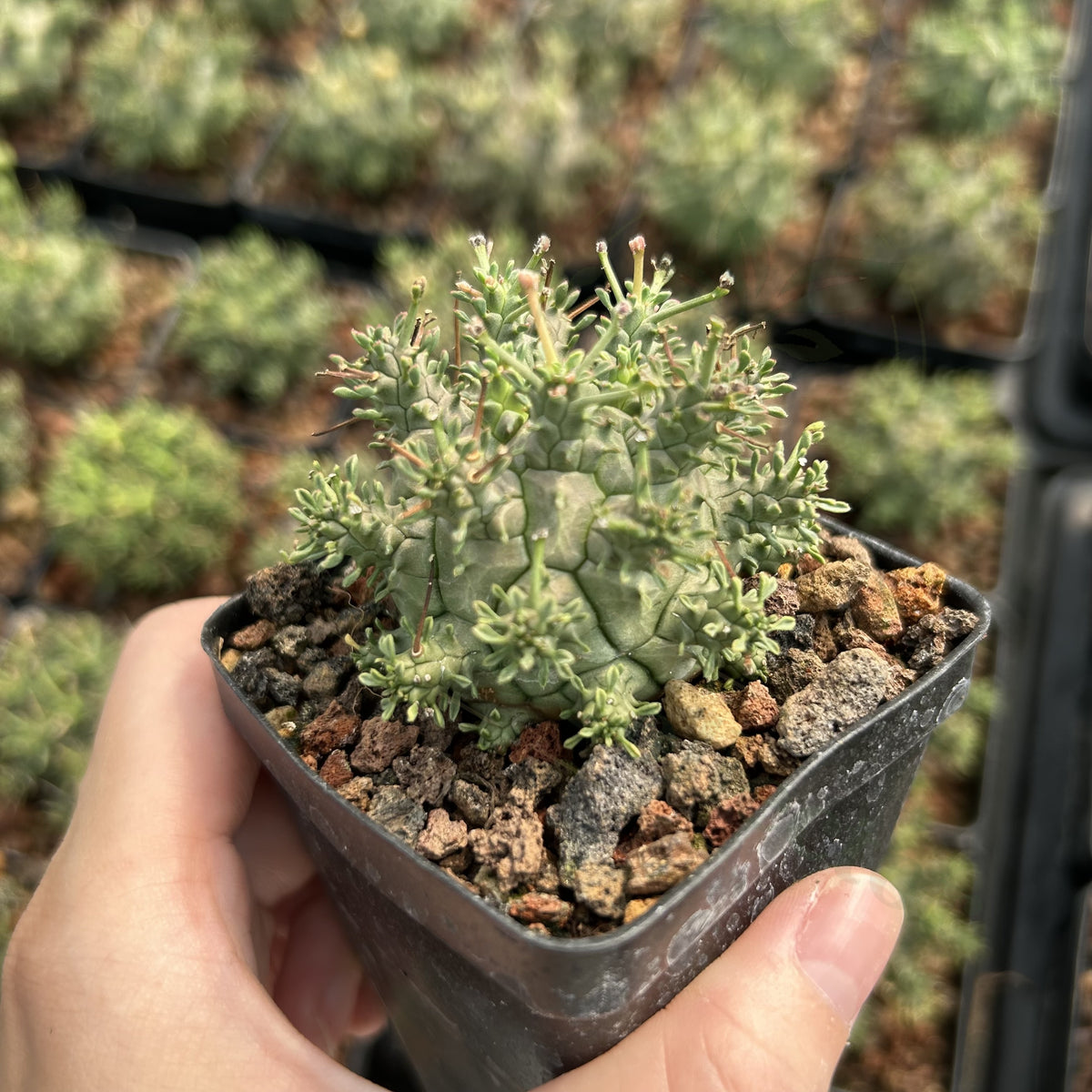 Euphorbia decepta