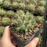 Euphorbia decepta