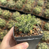 Euphorbia decepta