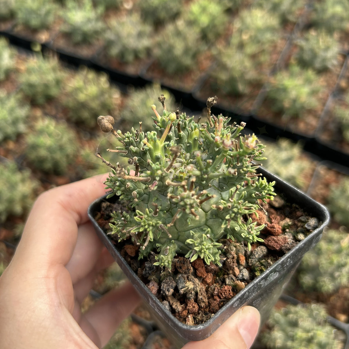 Euphorbia decepta