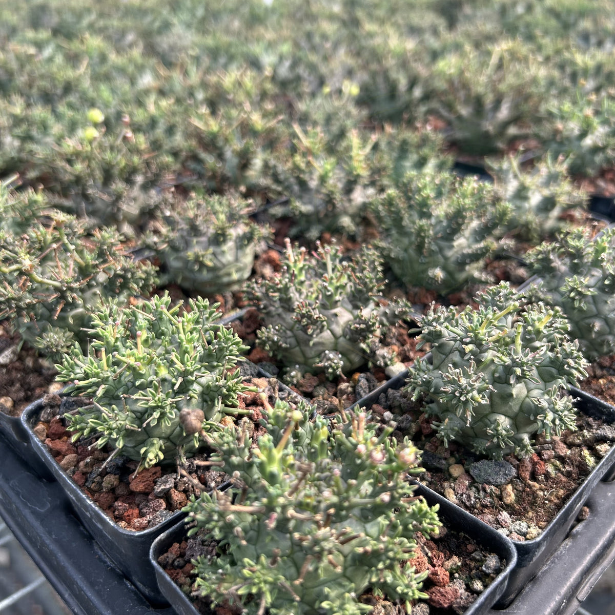 Euphorbia decepta